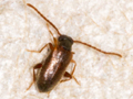 Euglenes occulatus